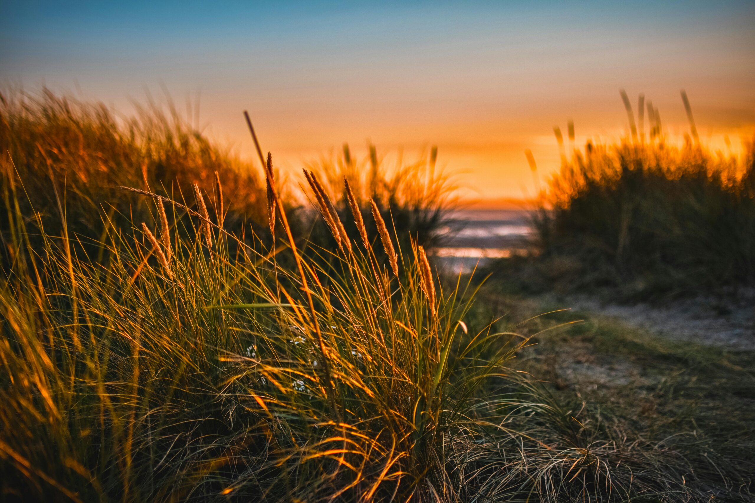 Watch the sun set over a tranquil beach, surrounded by lush grasses and a calm ocean view.
